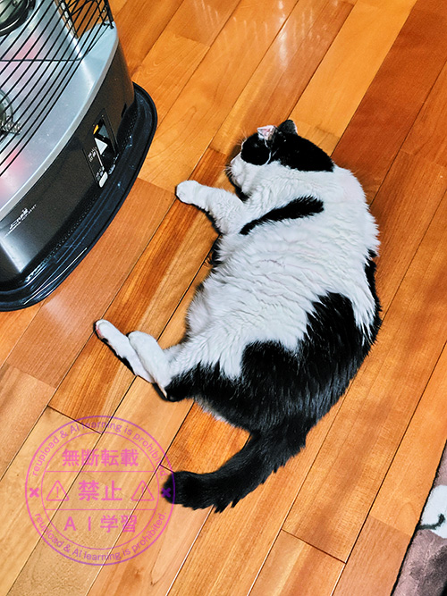 痛み止め注射打ったはー坊