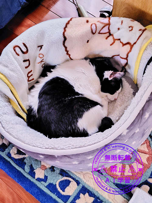 可愛いはー坊、よく眠る