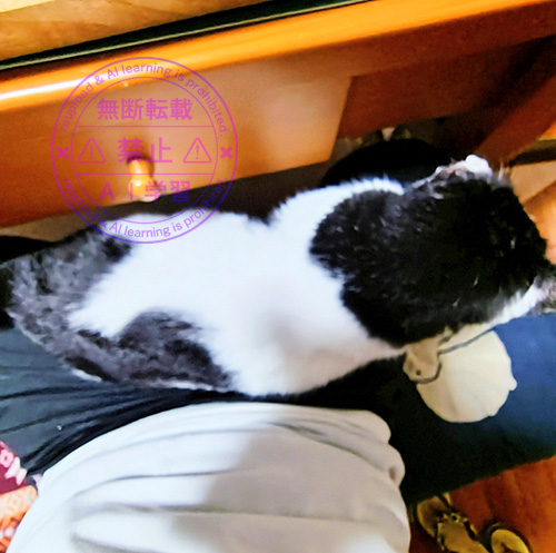 猫ワクチン完了