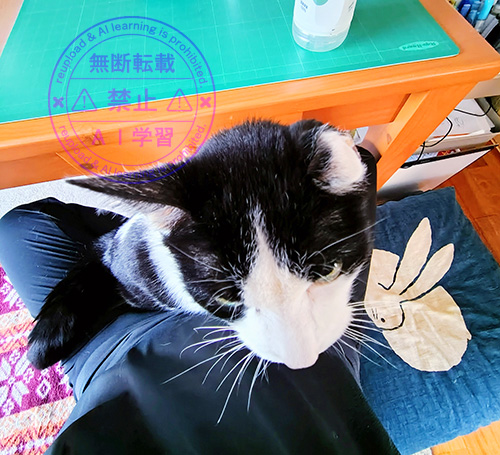 くつろく犯猫
