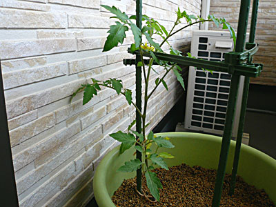 定植後トマト