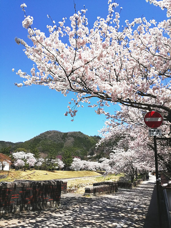 青空澄み渡る桜の道