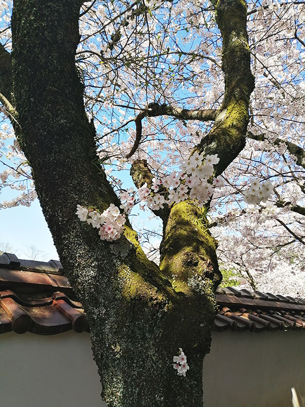 苔まとい雑草も生える桜