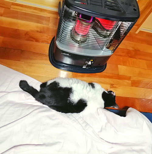 ストーブに近い猫