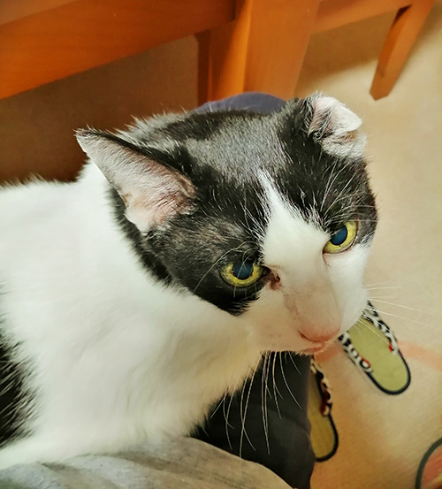真夜中の膝に猫
