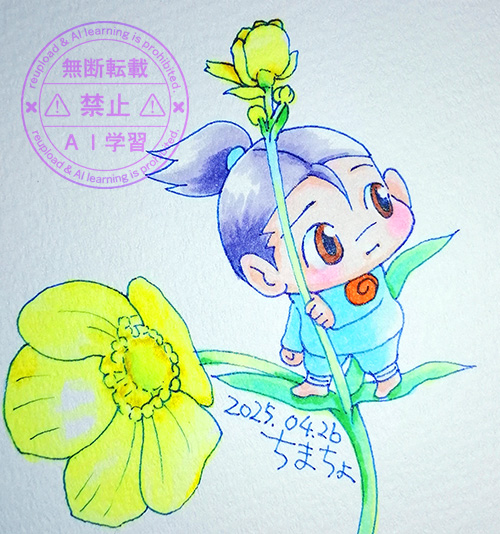 ミヤマキンポウゲ