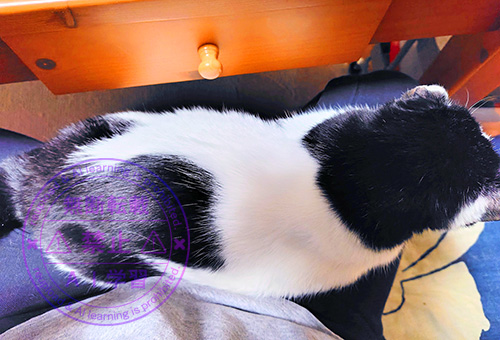 胡座の上のツヤツヤさん