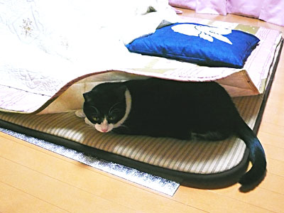 チーのすきま