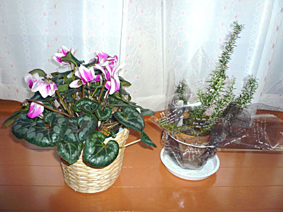 お花たち